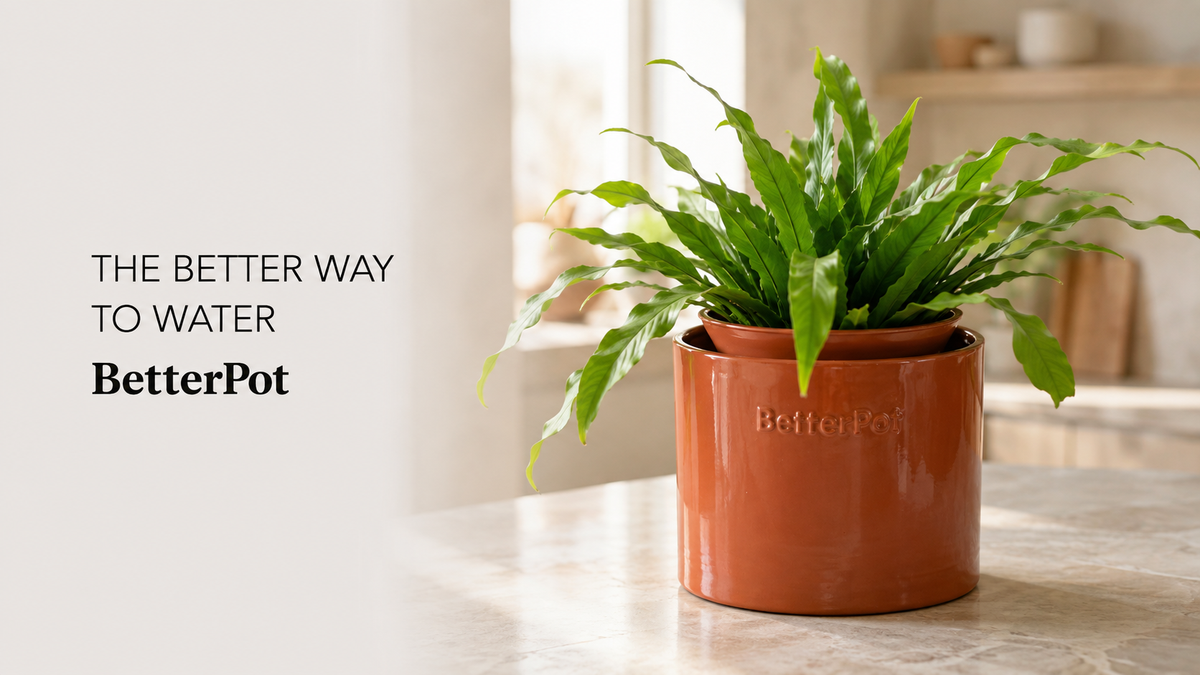 BetterPot terracotta self-watering planter with a green fern on a kitchen counter, beside the words The Better Way To Water
