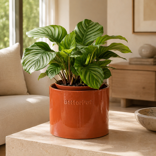 BetterPot self-watering terracotta planter holding a leafy houseplant on a table in a bright living room